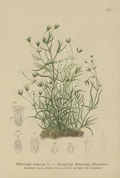 Moehringia muscosa